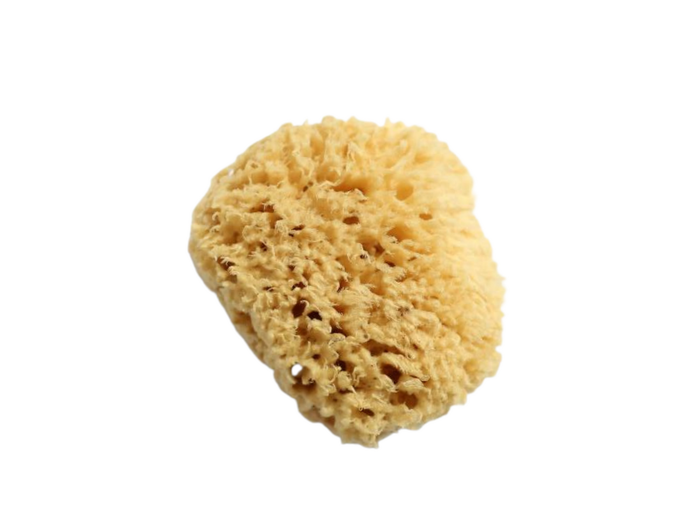 Dead Sea Sponge